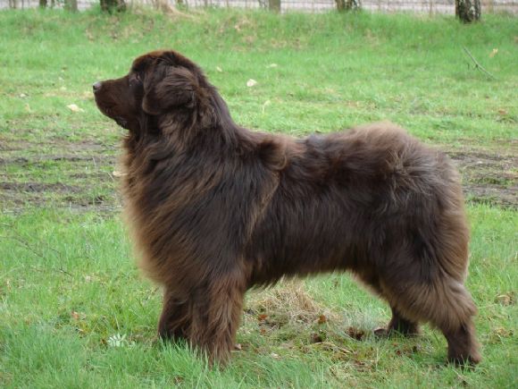 R Fjerro from Newfy's Fortune (08-11-2006)